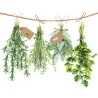 Serviette 33 Fresh herbs - AMBIENTE