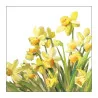 Serviette 33 Golden daffodils - AMBIENTE